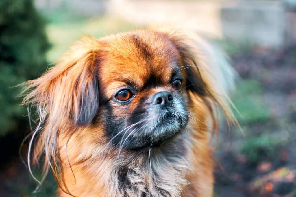 Pekingese dog tongue out in green grass. Portrait happy pekingese dog lying in grass on summer walk. Red pekingese resting in field & enjoying of sun rays. Fluffy hairy small dog playing closeup
