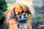 Pekingese