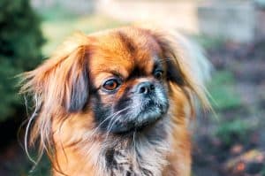Pekingese dog tongue out in green grass. Portrait happy pekingese dog lying in grass on summer walk. Red pekingese resting in field & enjoying of sun rays. Fluffy hairy small dog playing closeup