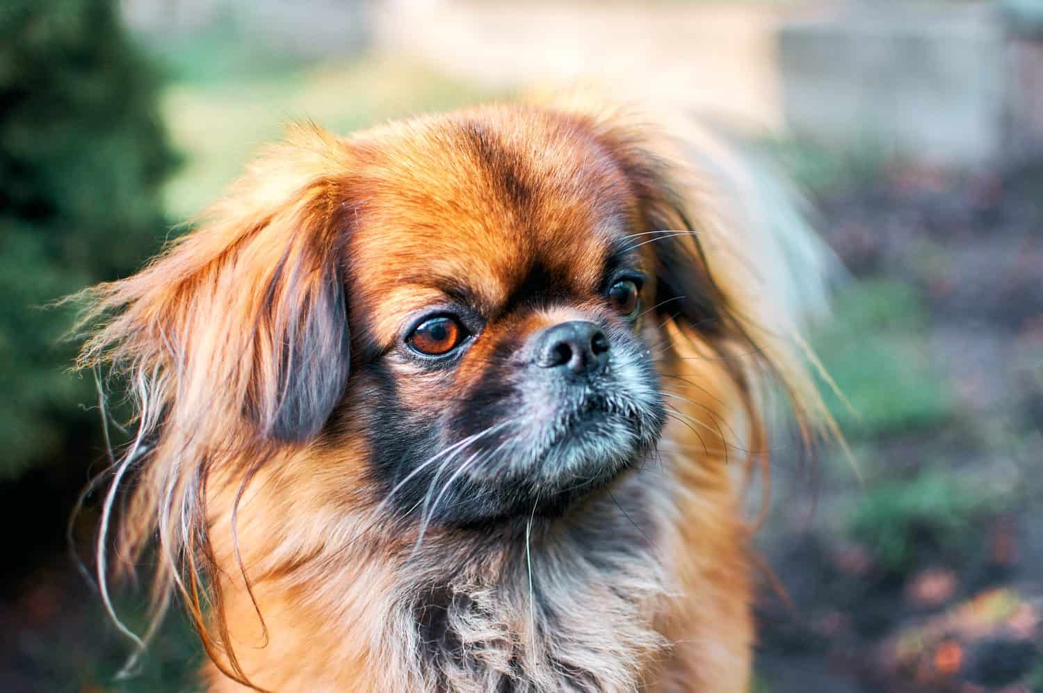 Pekingese Animal Facts - Canis lupus familiaris - A-Z Animals