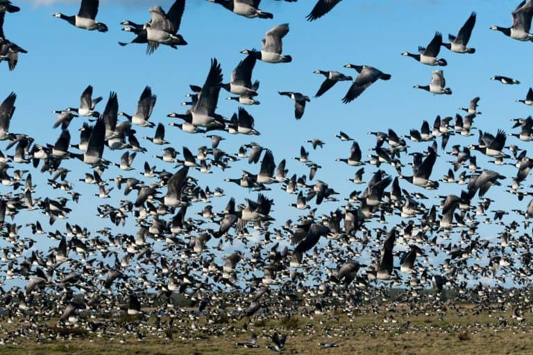 Massive flock of migratory Barnacle Goose take of from their stopover site on coastal meadow in Matsalu national park, western Estonia. Focus is on the nearest birds in upper part of image