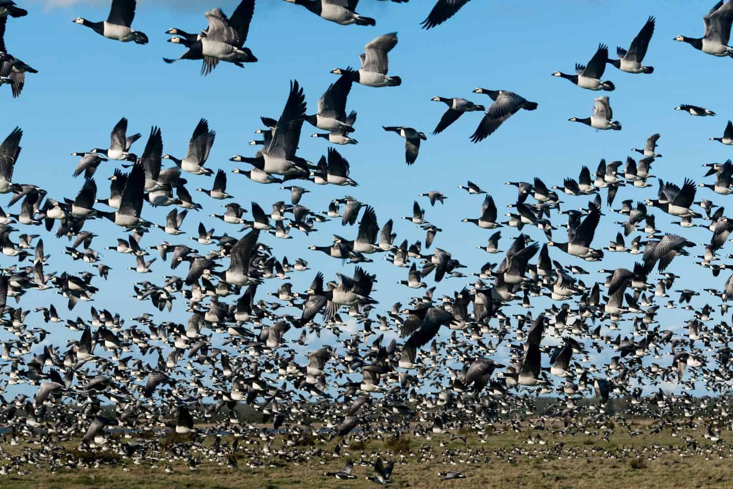 Massive flock of migratory Barnacle Goose take of from their stopover site on coastal meadow in Matsalu national park, western Estonia. Focus is on the nearest birds in upper part of image