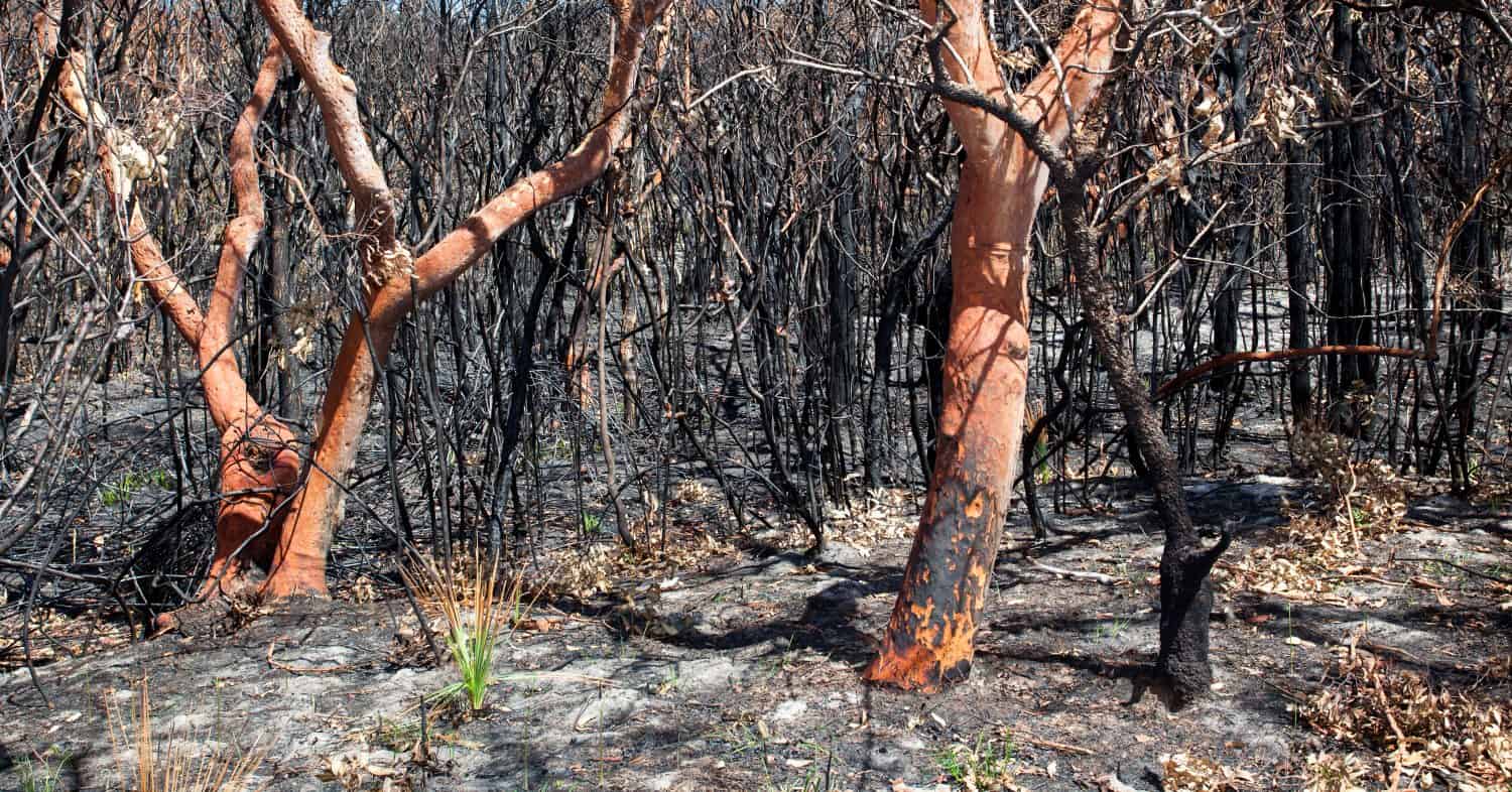 Catherine Hill Bushfire 2013 burnt trees