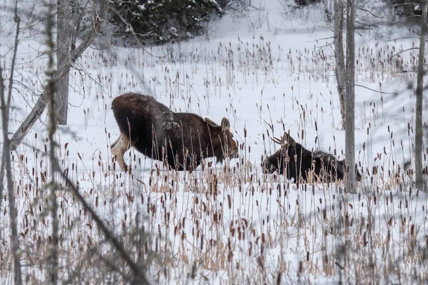 Moose In  Winter Algonquin Provincial Park Ontario Canada