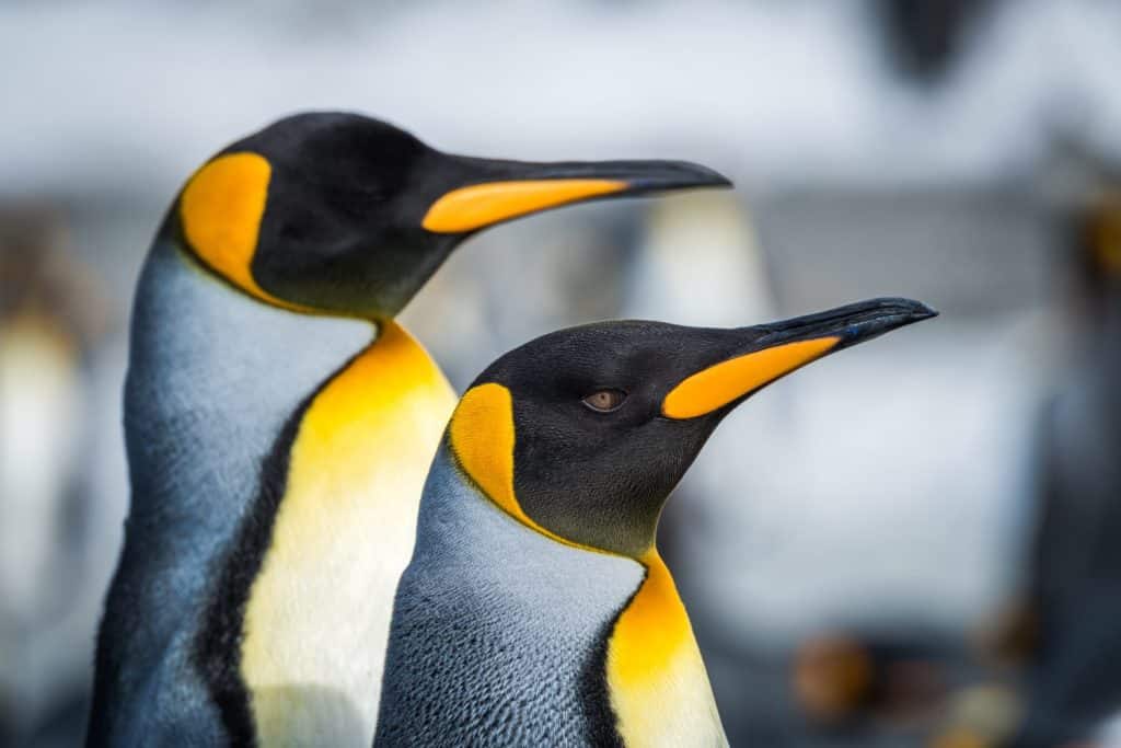Close-up of two king penguins looking ahead