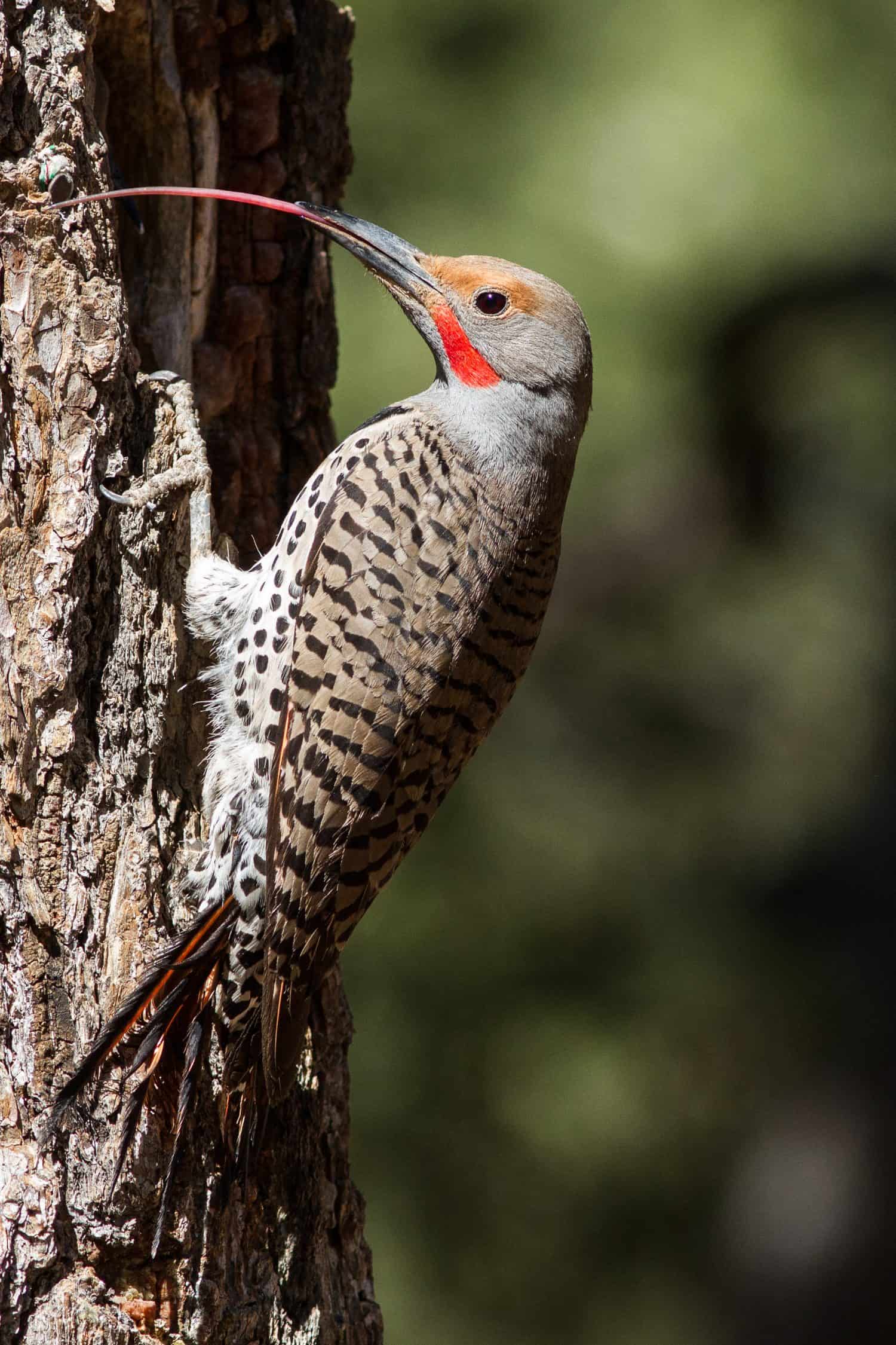 Northern or Common Flicker with tongue out