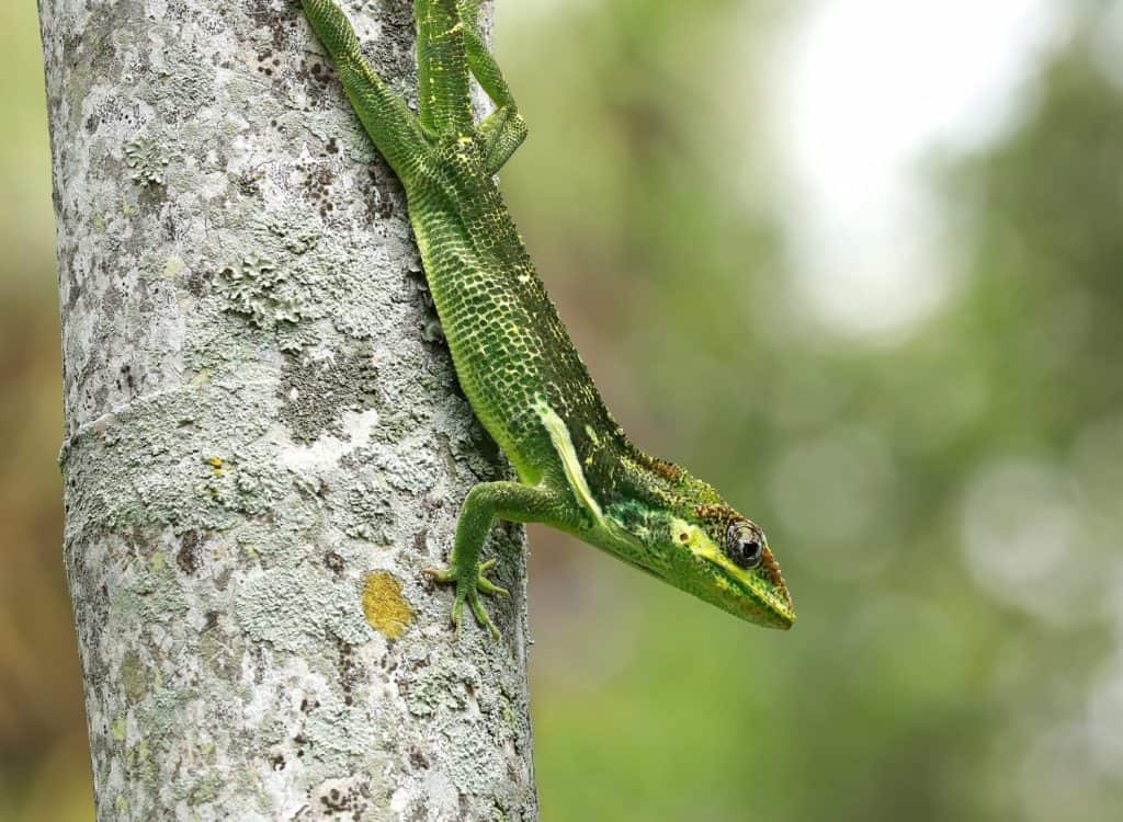 Knights anole lizard also known as a Cuban knight comes down a palm tree as it hunts for food.