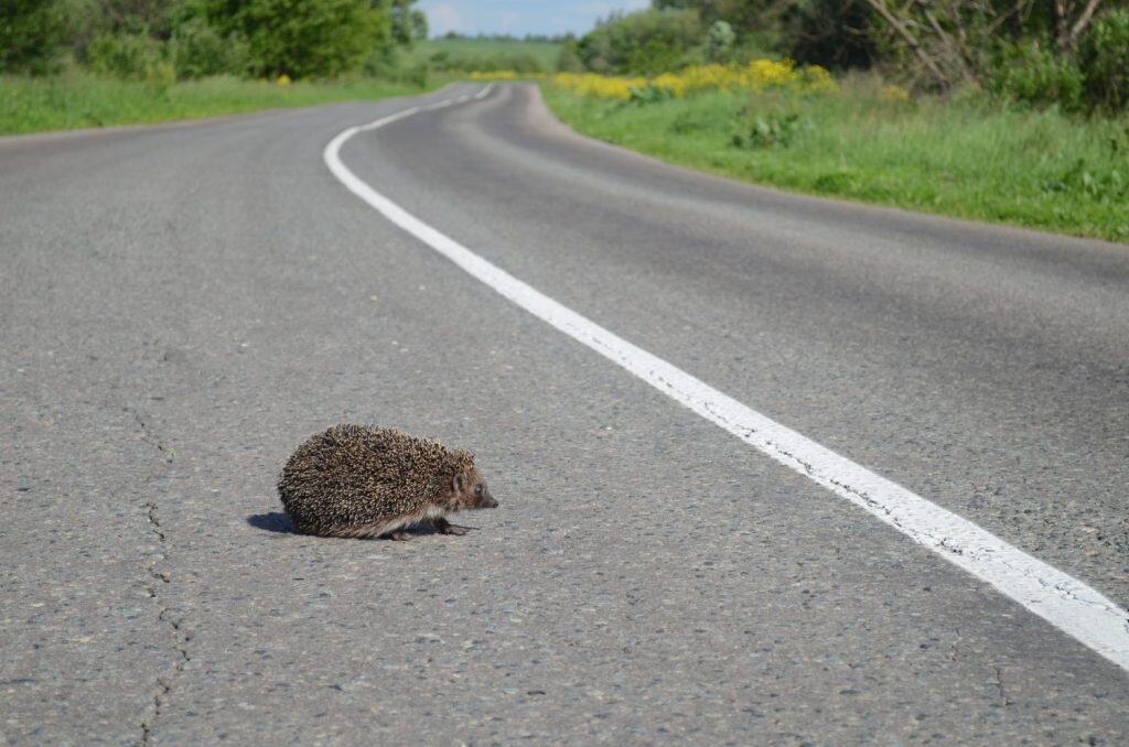 Hedgehog on the road, animals