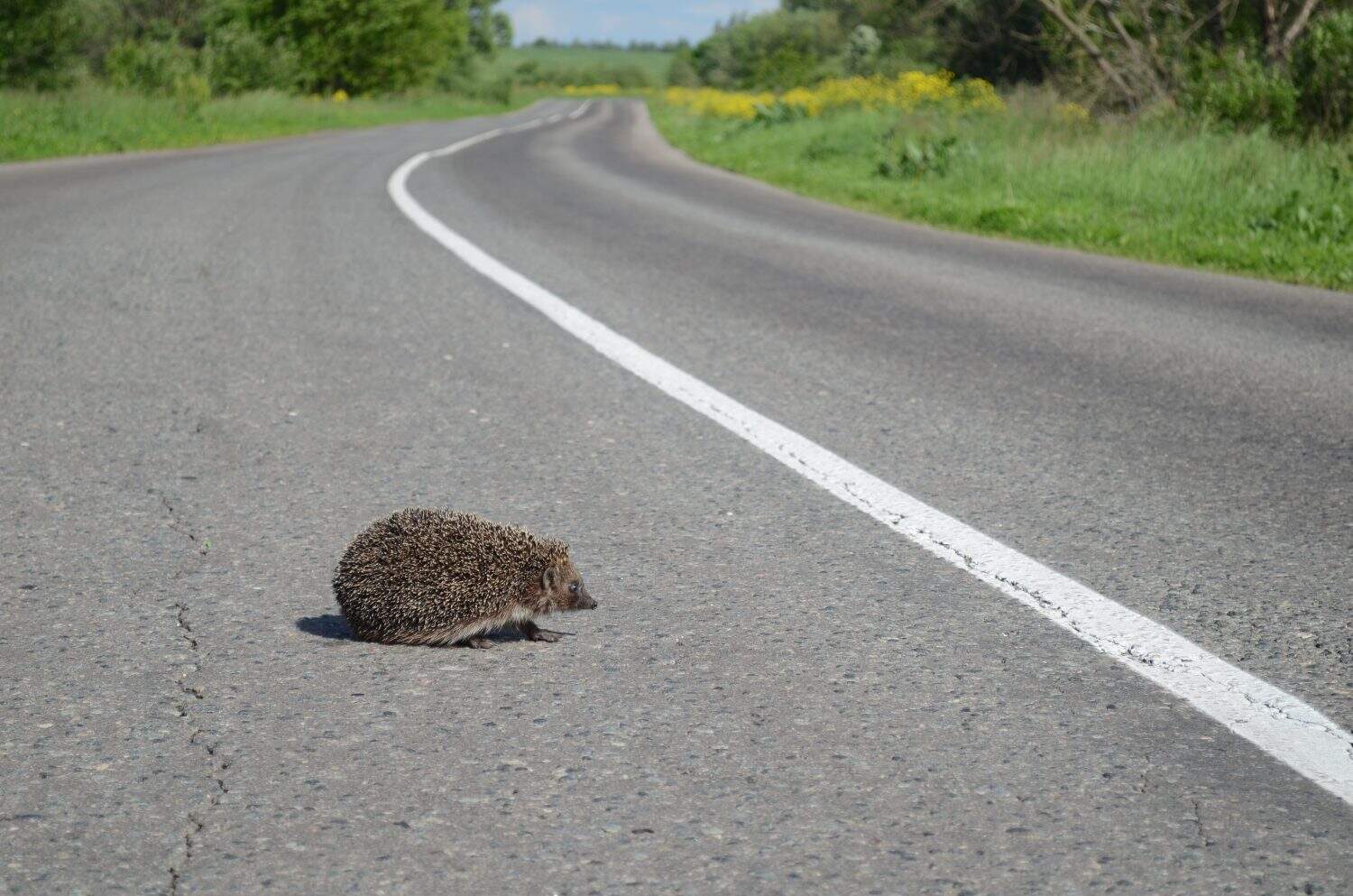 Hedgehog on the road, animals