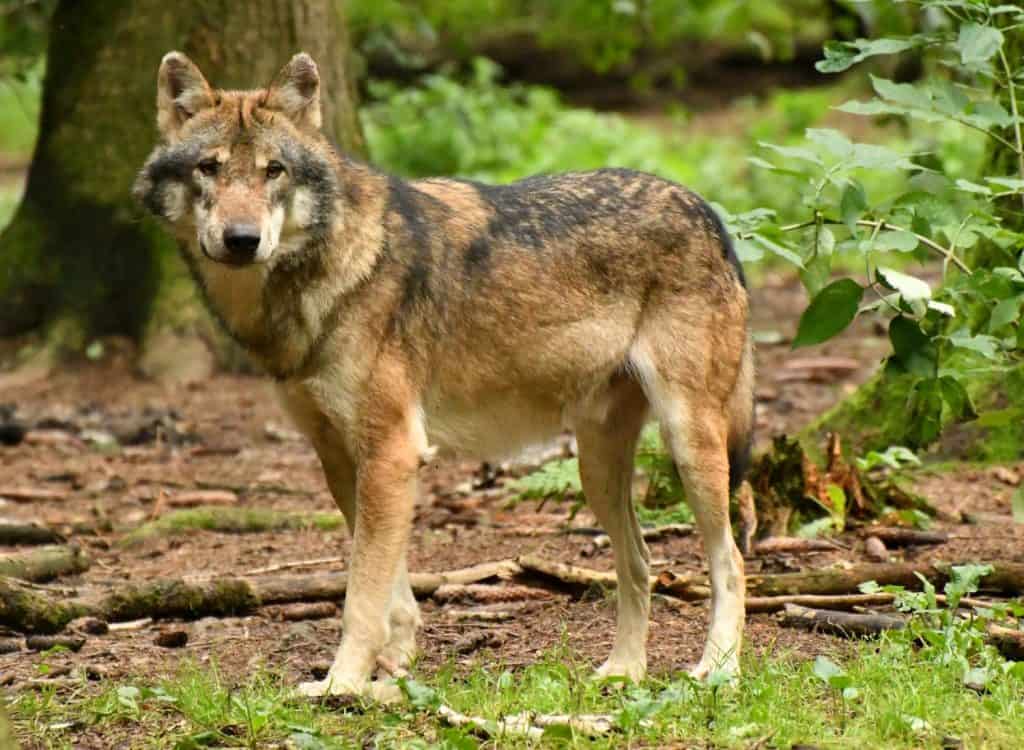 The red wolf is a canine native to the southeastern United States which has a reddish-tawny color to its fur.