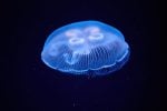 Moon jelly