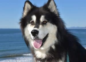 Beautiful shaggy black and white malamute husky dog.