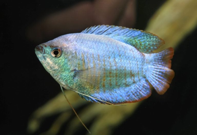 Dwarf Gourami