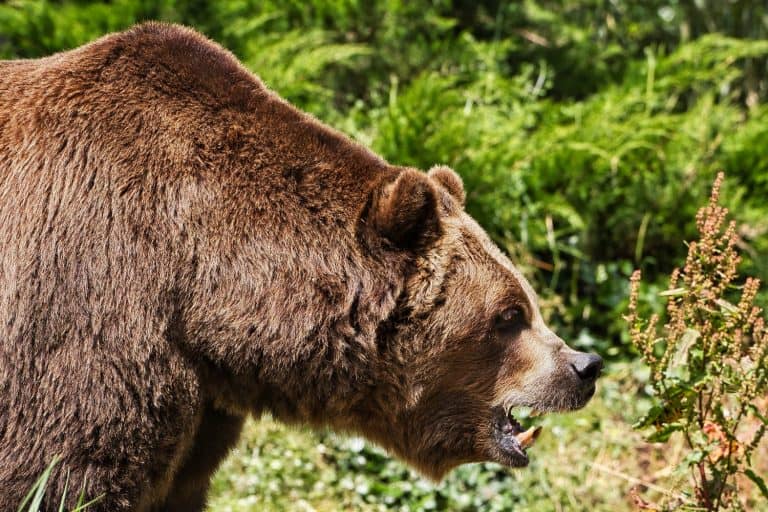 A SIDE SHOT OF A LARGE MALE GRIZZLY BEAR BEARING HIS TEETH