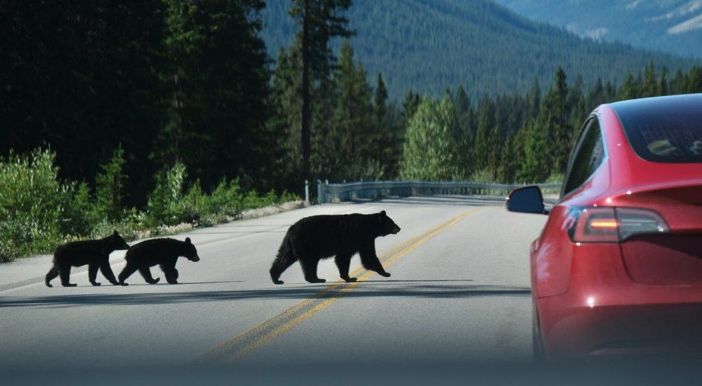Black bear with two cubs crossing the road in Canadian Rockies. Banff National Park. Alberta. Canada.