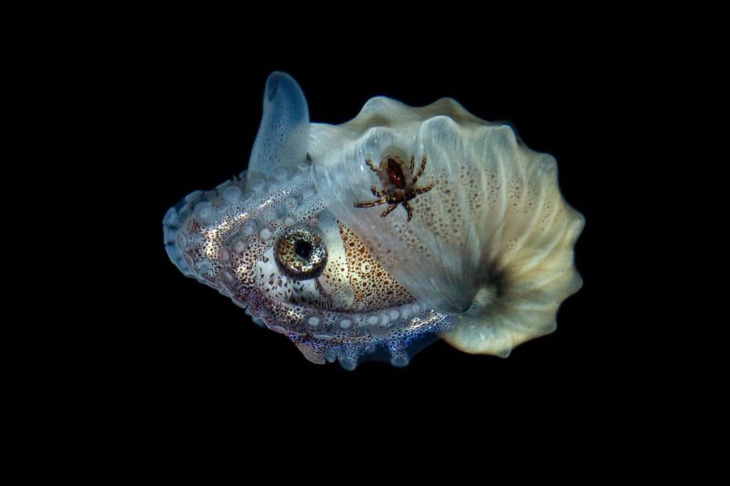 Paper Nautilus Blackwater Diving Underwater Photo