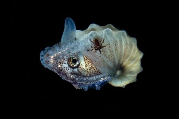 Why This Male Octopus Detaches Its Own Arm - A-Z Animals