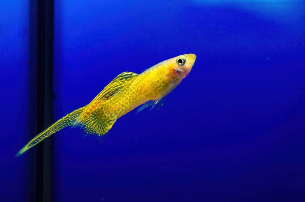 yellow top sword tail guppy