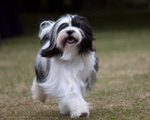 Black and white Tibetan Terrier puppy