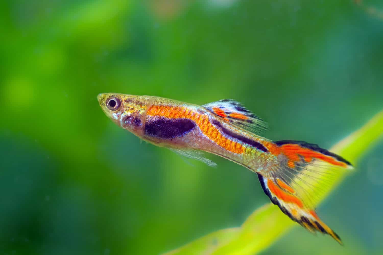 healthy handsome Endler's guppy, vibrant neon glowing spawning coloration and active behaviour of adult male, blurred background nature aquarium beauty