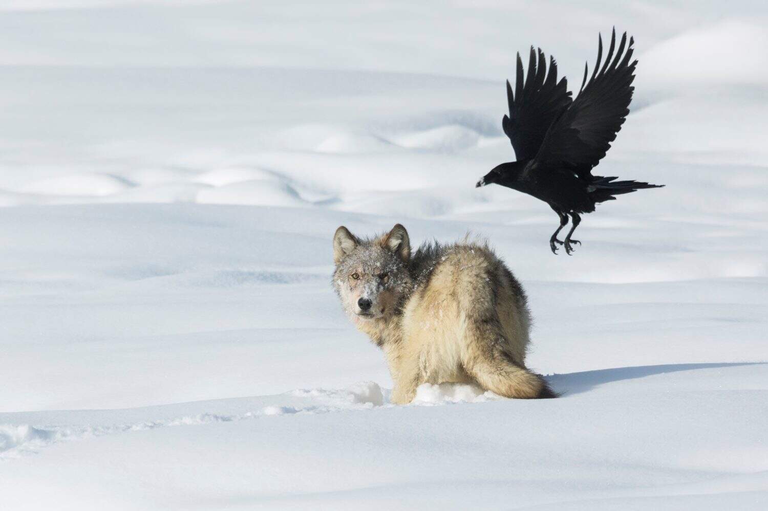 Gray wolf, raven flyby. Nature, Fauna