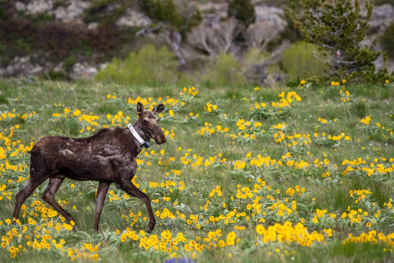 Collared moose in wildflowers near Augusta, Montana, USA