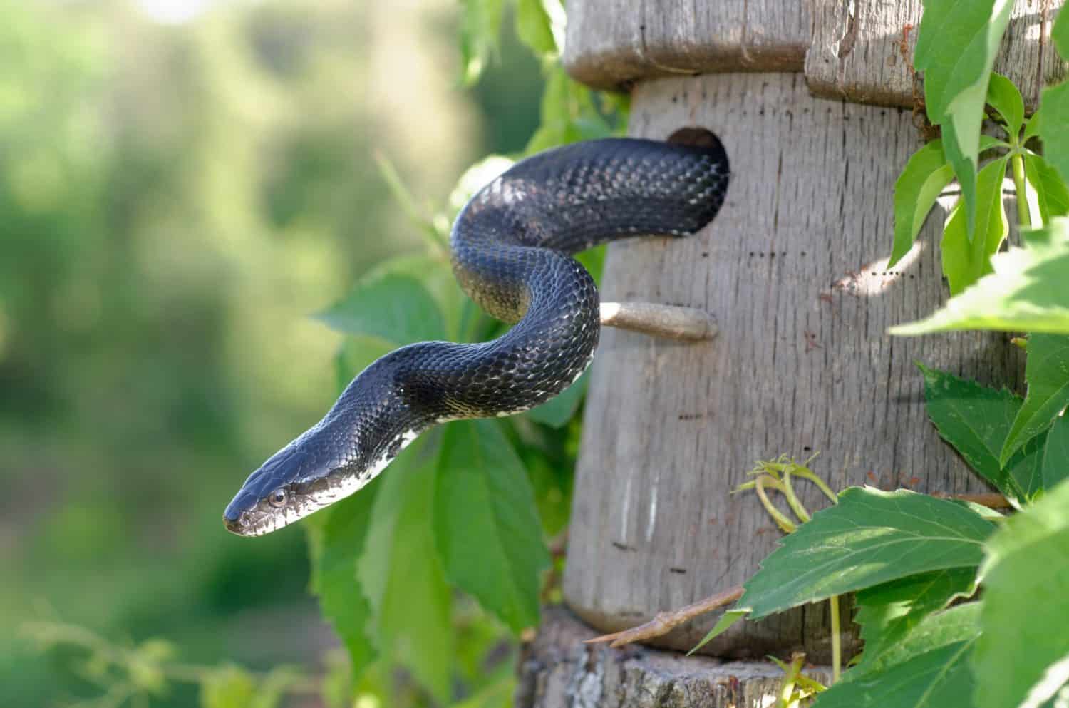 Black snake leaving birds nest box in Spring