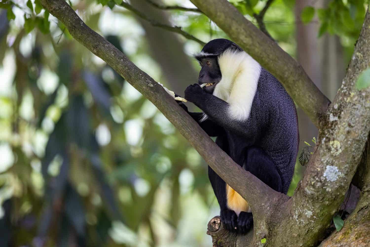 Portrait of a roloway monkey in the forest