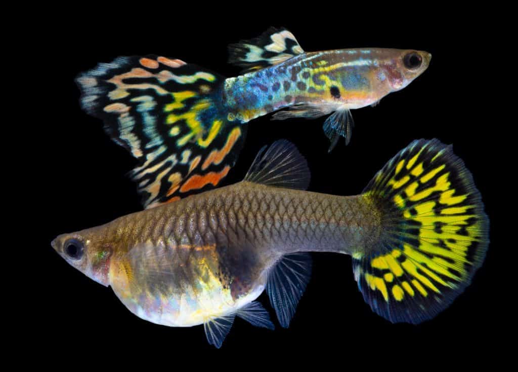 Multi color Poecilia reticulata,on nature background with clipping path,platinum guppy fish.red dragon guppy fish