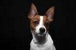 Tenterfield Terrier