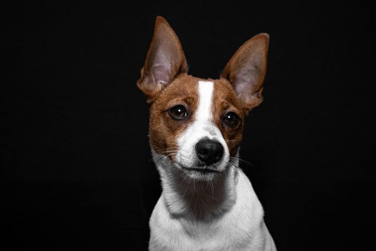 Tenterfield Terrier