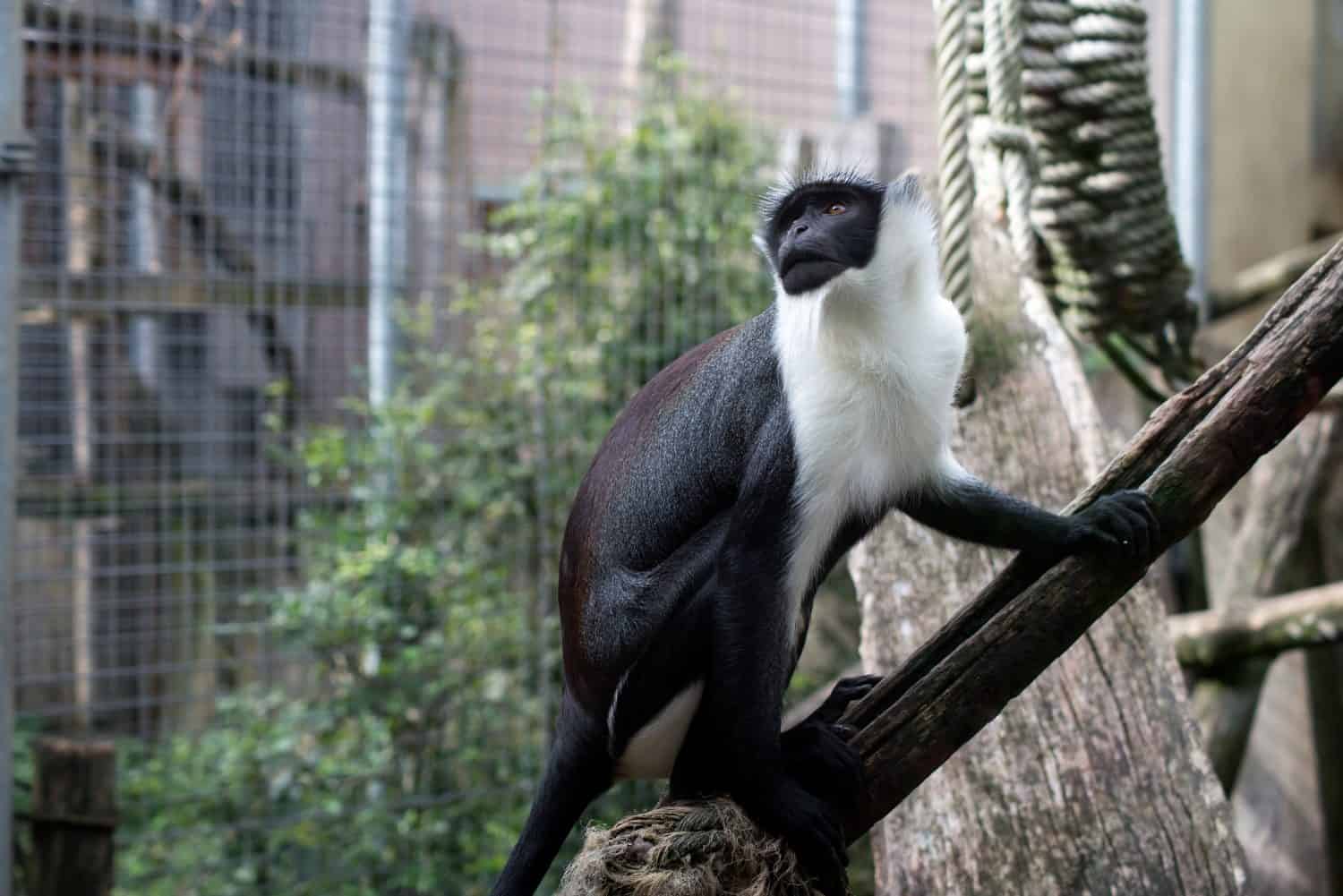 Portrait of roloway monkey on tree branch at the zoologic park