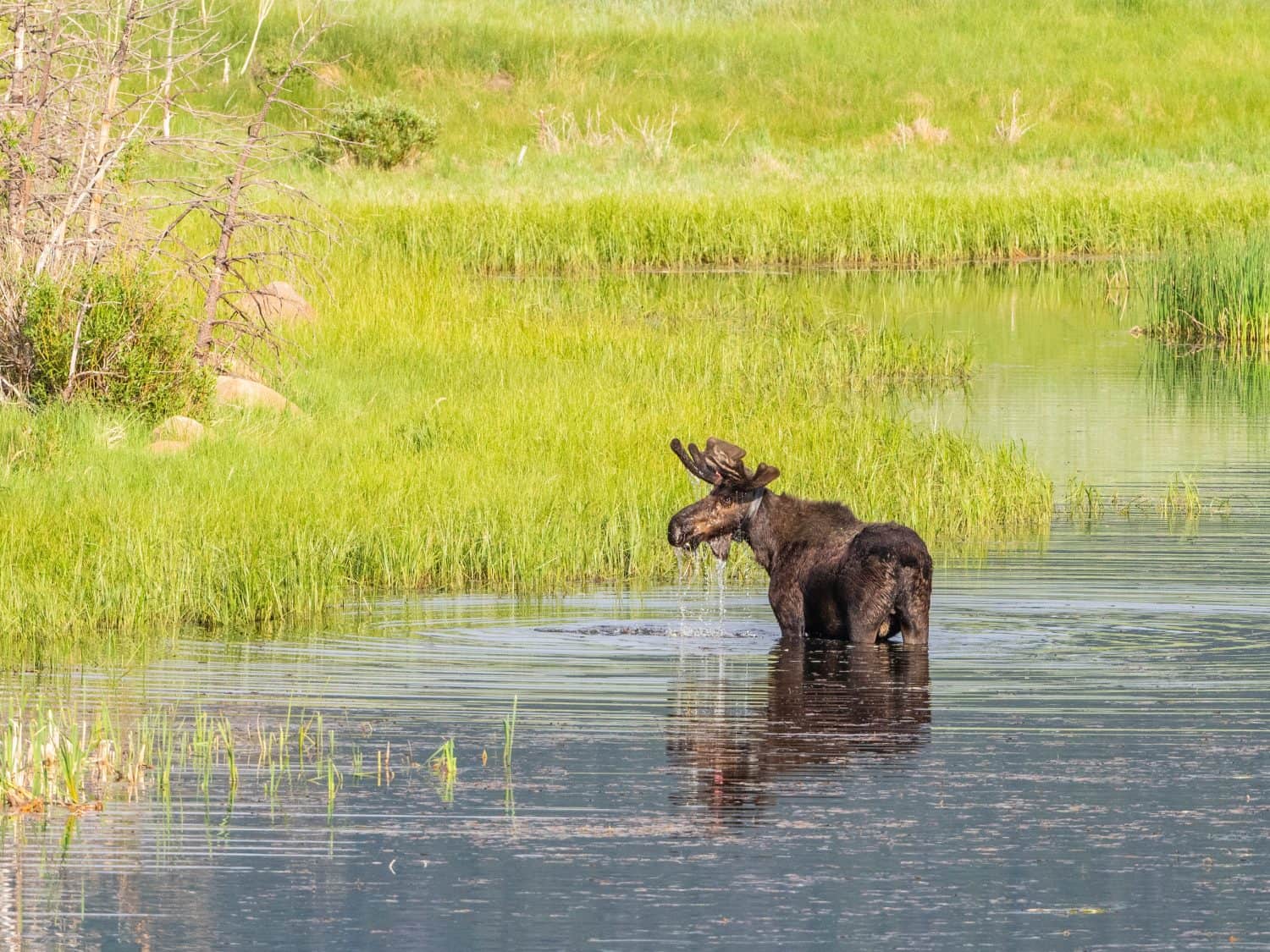 A bull moose in the rocky mountains