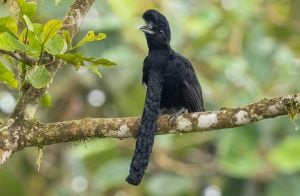 Long-wattled umbrellabird perched on a branch in the forest
