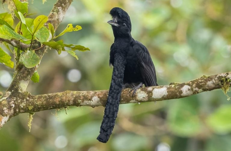 Umbrellabird