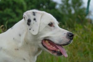 Portrait of a Dalmatian Retriever mix