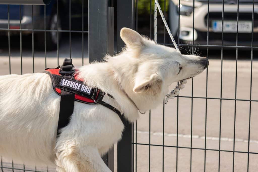 Service dog opening a courtyard gate to his owner with disability using wheelchair.