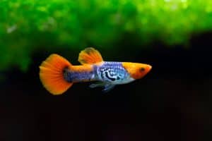 Red Cap Cobra Guppy - Poecilia reticulata