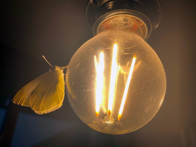 a moth attracted to a lamp