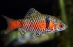 Minnows