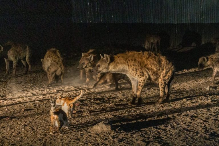 Hyenas and cats in the streets of Harar, Ethiopia. They gather every evening on a specific spot to be fed.