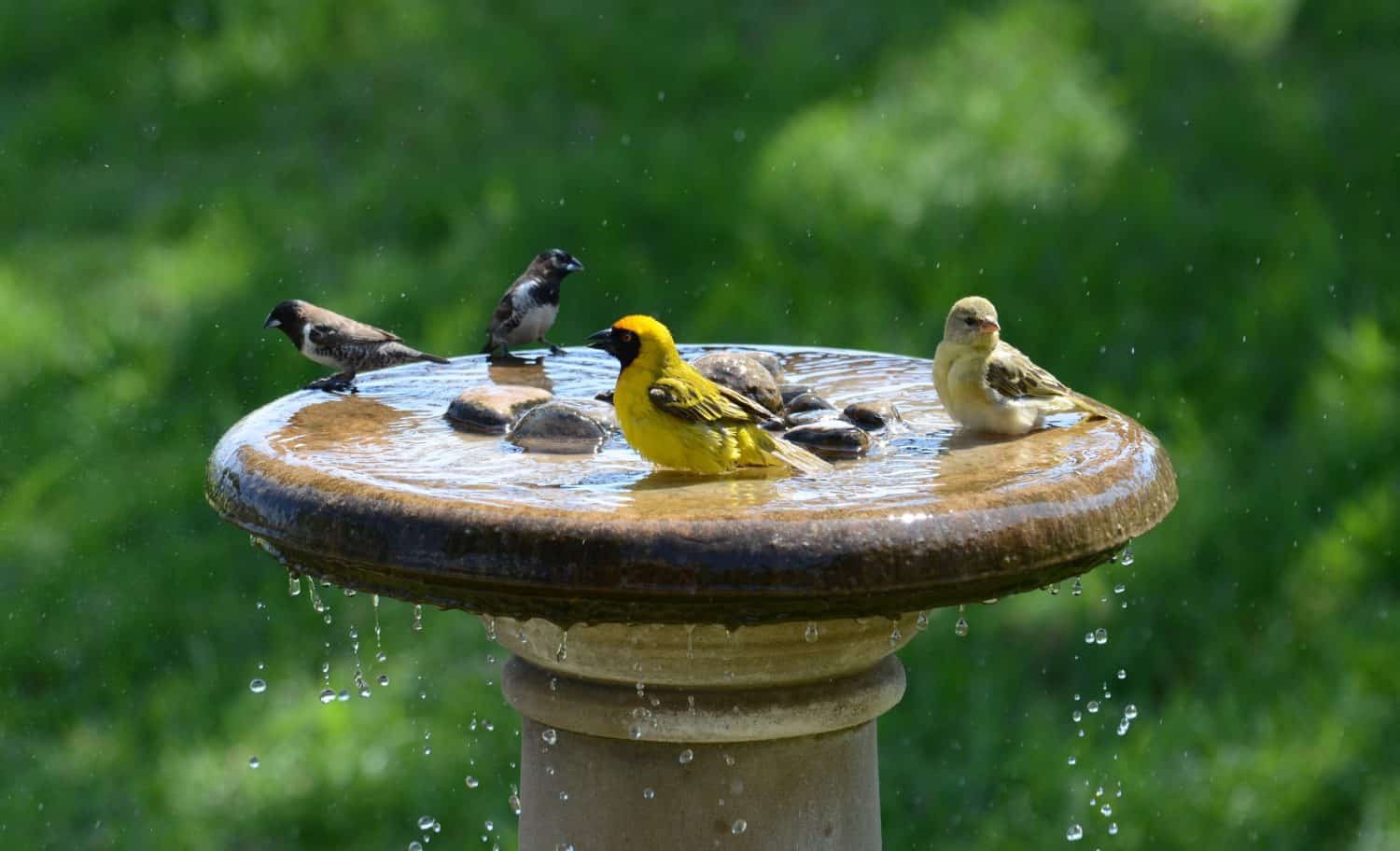 Birds at the birdbath in our garden