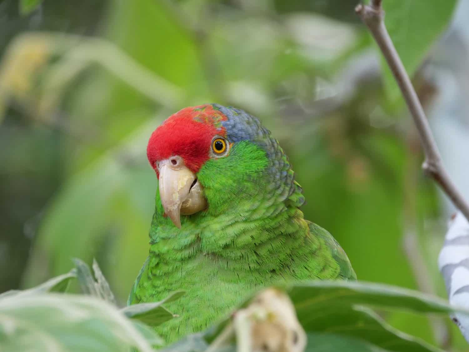 Red-crowned amazon parrot close up