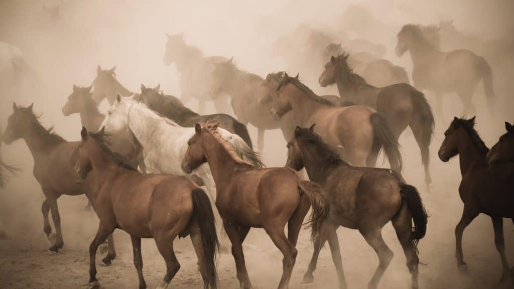 Wild horses running and kicking up dust. Yilki horses are wild horses with no owners in Kayseri, Turkey