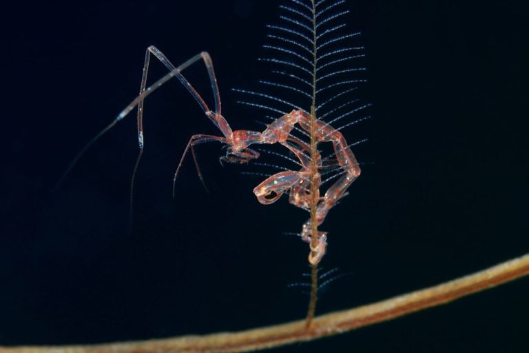 Caprella skeleton shrimp also known as ghost shrimps