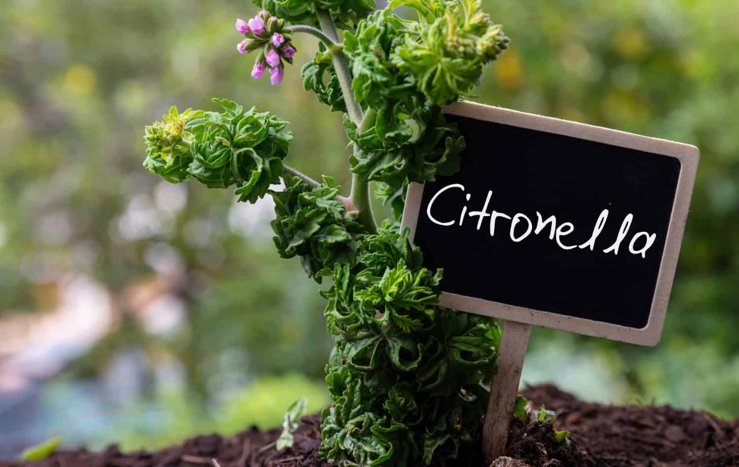 Citronella mosquito repellent plant and pink flower buds, label with text, blur nature background, close up view