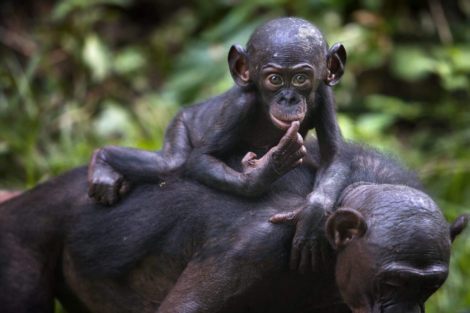 A baby bonobo monkey on its mother's back in the Democratic Republic of the Congo