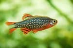 Danios