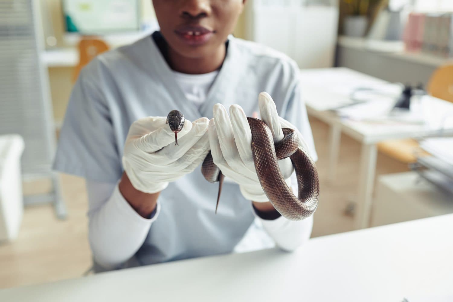Cropped shot of female veterinarian holding snake at vet clinic, reptile health concept, copy space