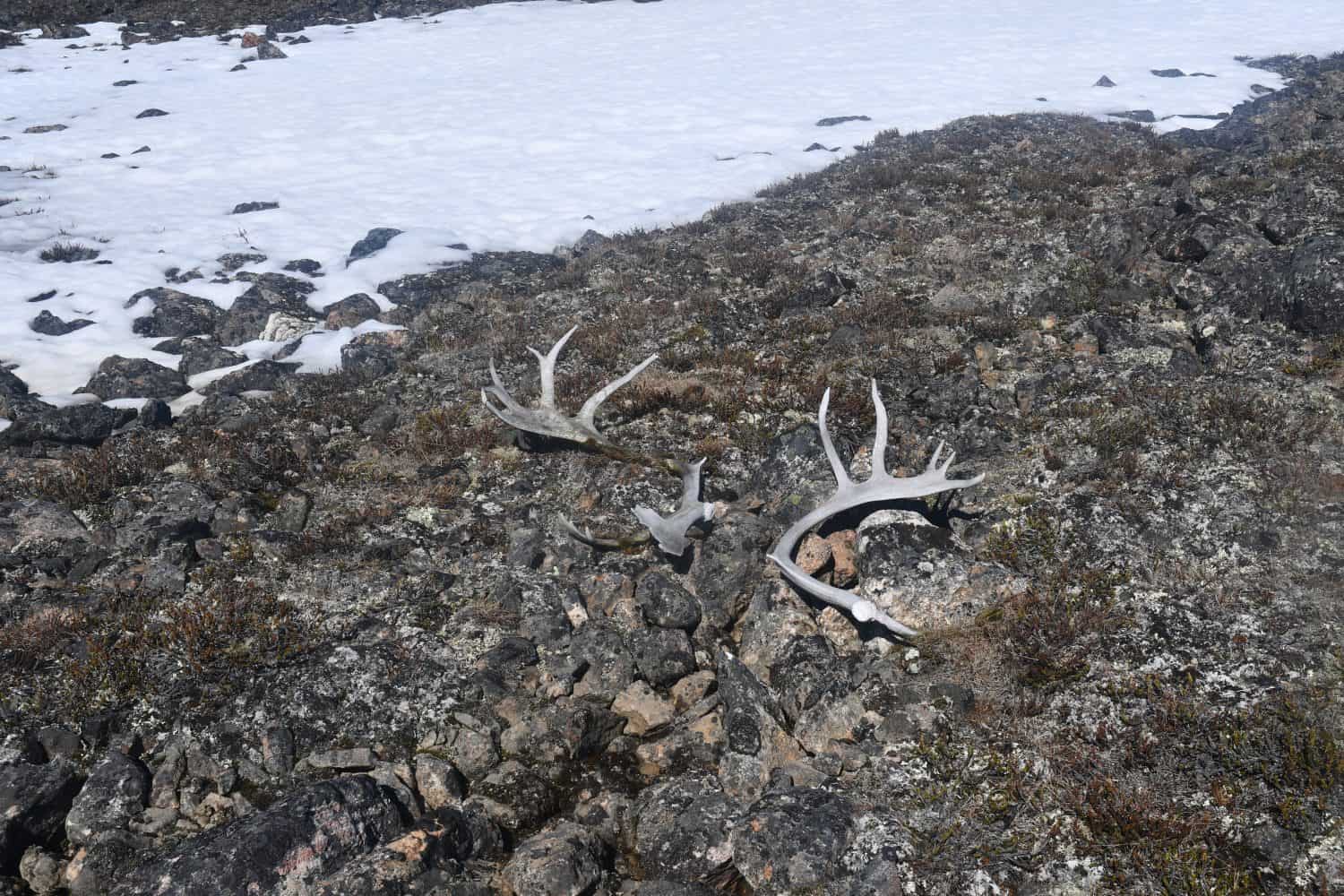 Enormous caribou antlers, Baffin Island
